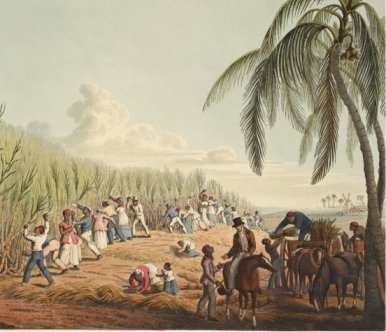 La rcolte de la canne  sucre